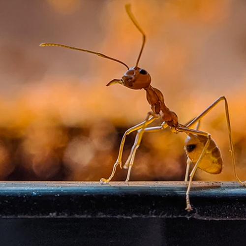 Afbeelding van Hoe kun je het beste mieren bestrijden?