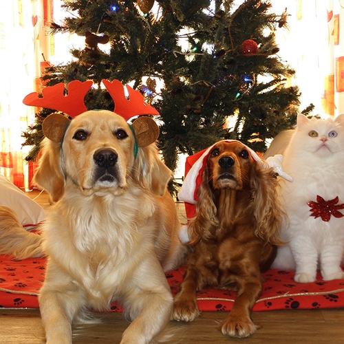 Dierenartsen: voer hond of kat geen restjes kerstdiner