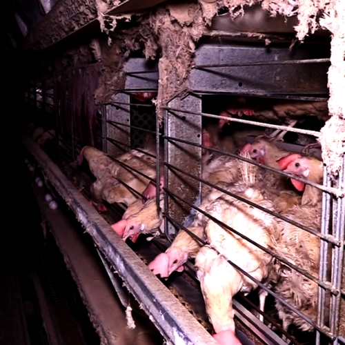 Honderdduizenden kippen sterven op weg naar slachthuis