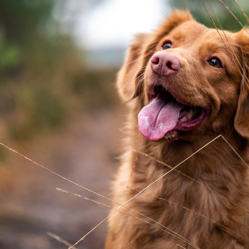 Ontstekingsremmers voor honden: wat moet je als baasje weten?