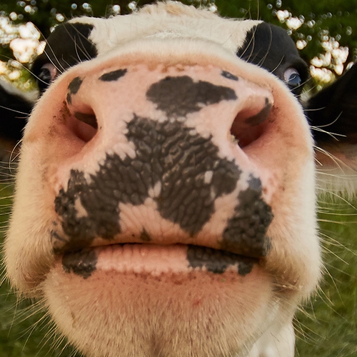 Animal Rights: 'Makers Grana Padano-kaas mishandelen hun koeien'