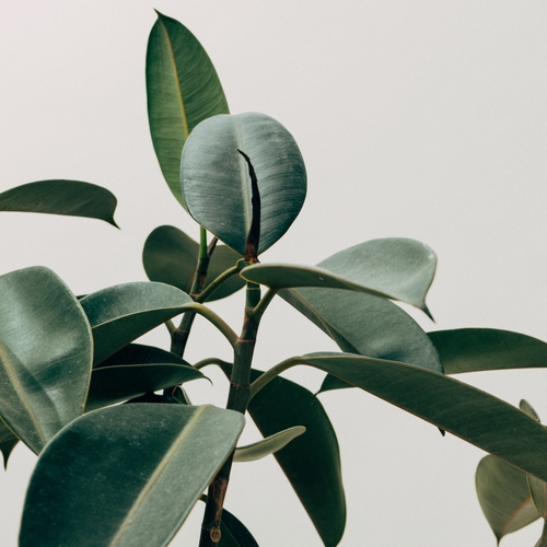 Kamerplanten: dit zegt de bladkleur over de gezondheid