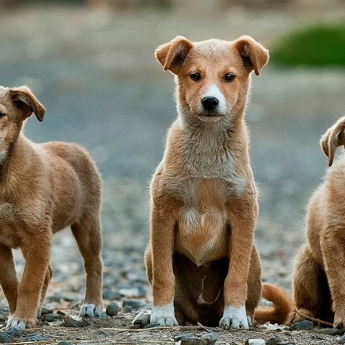 'Hondjes uit Oost-Europa kunnen hondsdolheid meebrengen'