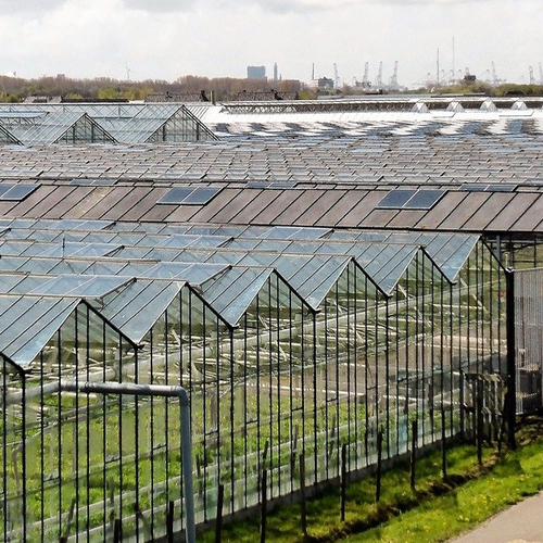 Glastuinbouwbedrijven: mogelijk tekorten aan producten