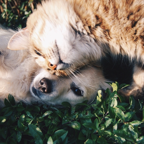 Afbeelding van Bestrijdingsmiddelen ongedierte honden en katten schadelijk voor mens