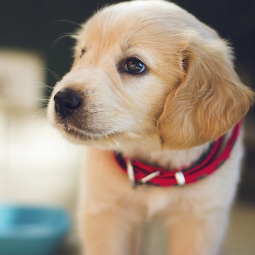 Illegale puppy's nog altijd online te koop aangeboden in Nederland
