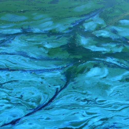 Afbeelding van Pas op voor blauwalg: alg rukt snel op door extreme hitte