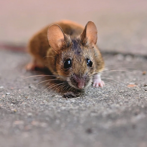 Muizen in opslagruimte: Wat zijn mijn rechten?