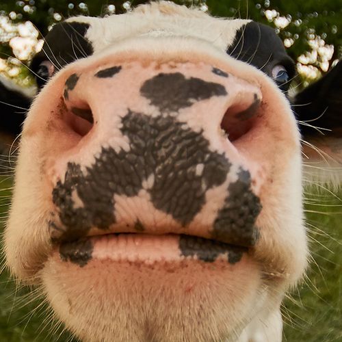Afbeelding van Animal Rights: 'Makers Grana Padano-kaas mishandelen hun koeien'