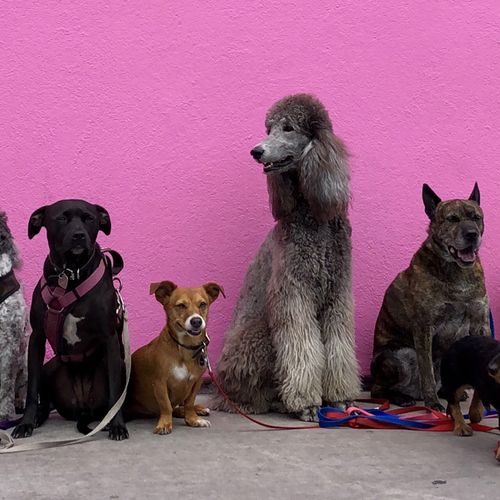 Afbeelding van Hondenbescherming: Onduidelijk hoeveel honden Nederland precies telt