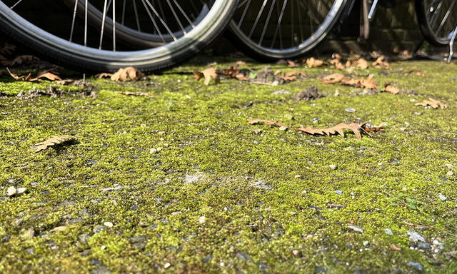 Afbeelding van Groene aanslag op de tegels in je tuin? Zó kun je dat verwijderen