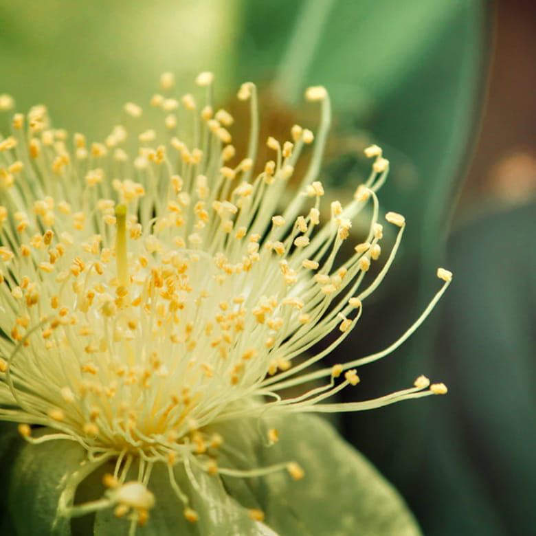 Afbeelding van Wat te doen bij hooikoorts?