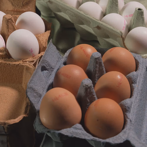 Zaterdag in Kassa: Welke leefomstandigheden van de kip horen bij welk ei?